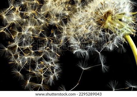 In the picture, against a dark background, dandelion umbrellas with seeds that scatter from the flower.