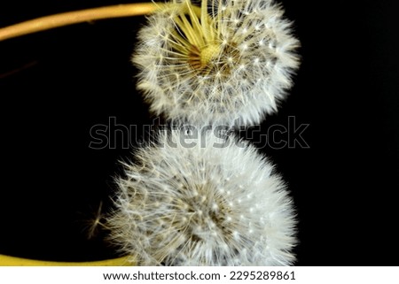 In the picture, on a dark background, two dandelion flowers, in which seeds and umbrellas have ripened, form white balls.