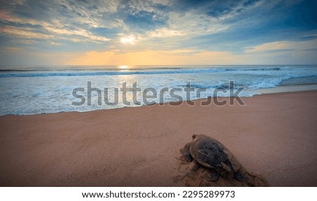 Green sea turtle, Chelonia mydas, Ras Al Hadd, Sultanate of Oman. Arabian Peninsula Royalty-Free Stock Photo #2295289973