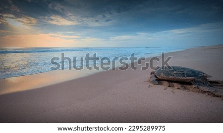 Green sea turtle, Chelonia mydas, Ras Al Hadd, Sultanate of Oman. Arabian Peninsula Royalty-Free Stock Photo #2295289975