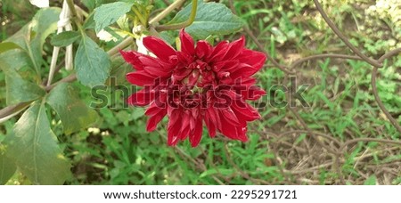 Dark Red Dahlia Flower in the garden on Green Leaves Background, Native place of this Flower is Mexico And Central America. This also national flower of Mexico. 

