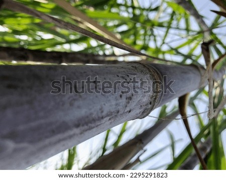Bottom view of a black sugarcane tree overgrown with moss. Selective focus
