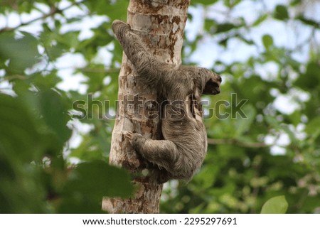 Sloth on the palm tree in the jungle of Costa Rica