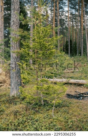 beautiful green forest in summer, Vitebsk region, Belarus
