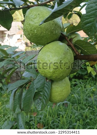 Freshness of Guava Fruit after Rain Falls