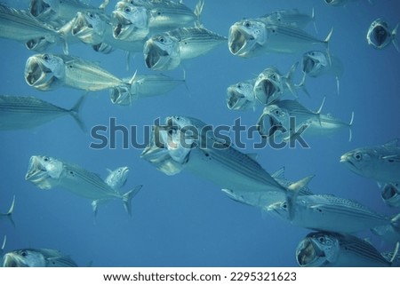 big mouth mackerel fishes very close with open mouth in the sea of egypt