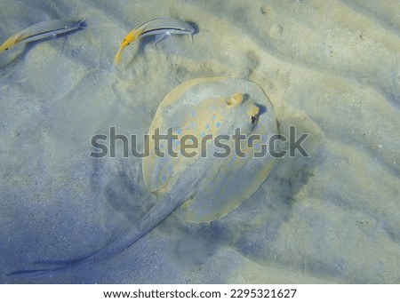 blue spotted ribbontail ray whirls up sand at the bottom of the sea in egypt