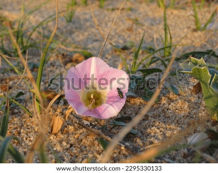 beautiful flowers with vegetation on the beach with sun warm sand