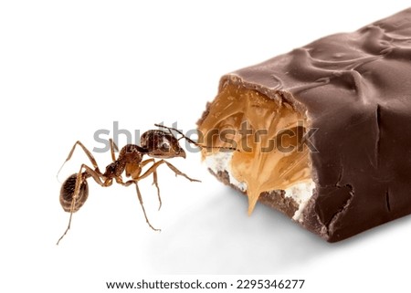 A picture of chocolate with a big red ant walking in to eat it. on a white background Suitable for use in food media and advertising media.