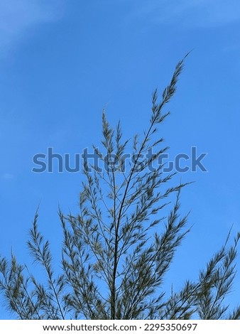 The blue sky with the tree on