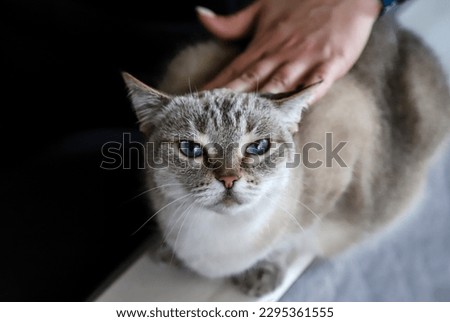 Human-animal communication. Cat's emotion. Woman patting gray tabby cat. Photo with copy space