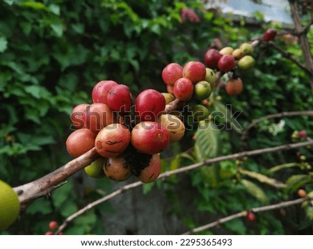 the coffee beans are still on the tree with different colors yellow green red