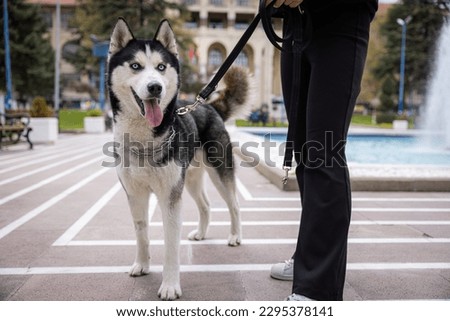 Siberian Husky Tongue Out By The Poolside In City Park