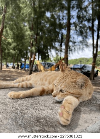 Oyen chilling at the beach