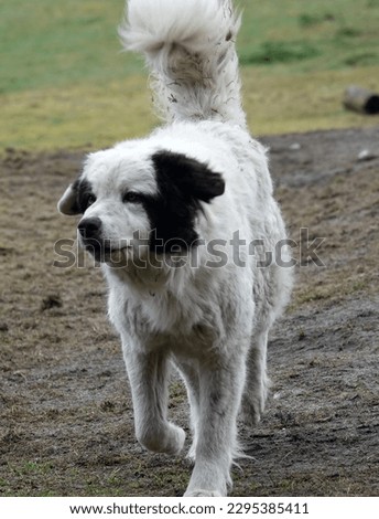 A Mastín del Pirineo or Pyrenean Mastiff runs in the direction of the photographer. He is kept to watch over a sheep herd.