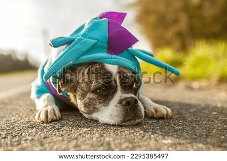 Portrait of a cute little boston terrier crossbreed mongrel dog wearing a dragon costume in spring outdoors during sundown