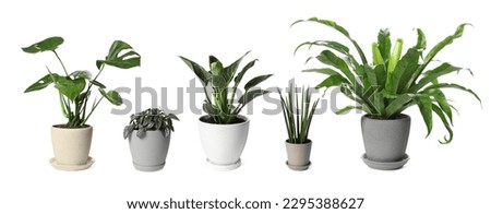 Collage with different potted plants on white background. House decor Royalty-Free Stock Photo #2295388627