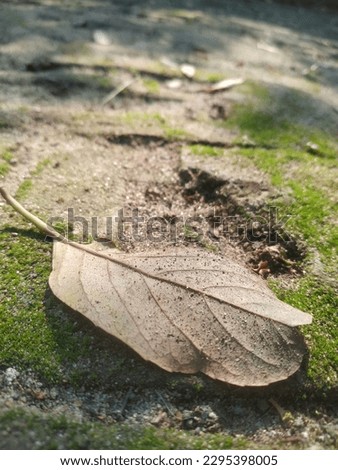 A leaf is lying in the field