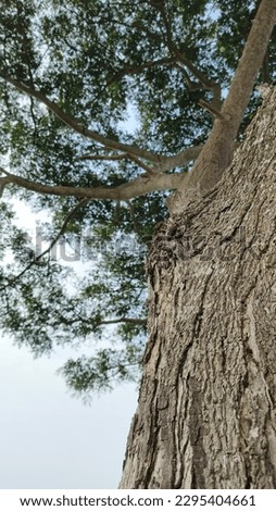 trembesi tree from bottom picture (genus : Samanea) 