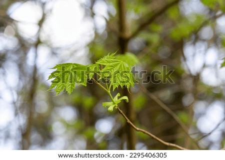Young maple leaves on a tree branch. Landscape design. Green leaves in sunlight.