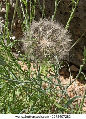 Dicots, salsifies, Tragopogon, Cichorieae, Cichorioideae, Asteraceae, Asterales, Asterids, Eudicots, Flowering plants, Vascular plants, Plants, Tragopogon porrifolius, Asteraceae, Asterales, eudicots Royalty-Free Stock Photo #2295407283