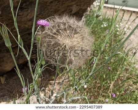 Dicots, salsifies, Tragopogon, Cichorieae, Cichorioideae, Asteraceae, Asterales, Asterids, Eudicots, Flowering plants, Vascular plants, Plants, Tragopogon porrifolius, Asteraceae, Asterales, eudicots Royalty-Free Stock Photo #2295407389