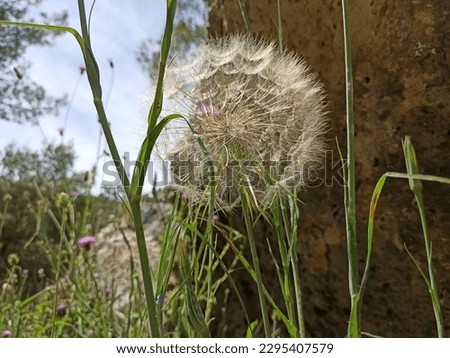 Dicots, salsifies, Tragopogon, Cichorieae, Cichorioideae, Asteraceae, Asterales, Asterids, Eudicots, Flowering plants, Vascular plants, Plants, Tragopogon porrifolius, Asteraceae, Asterales, eudicots Royalty-Free Stock Photo #2295407579