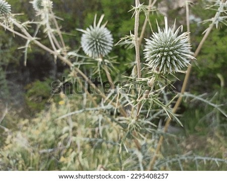 Carduinae, plumeless thistles, Carduoideae, Asteraceae, Asterales, asterids, eudicots, Eudicotidae, eudicotyledons, Flowering plants, Vascular plants, Plants, Carduus, Asteraceae Royalty-Free Stock Photo #2295408257
