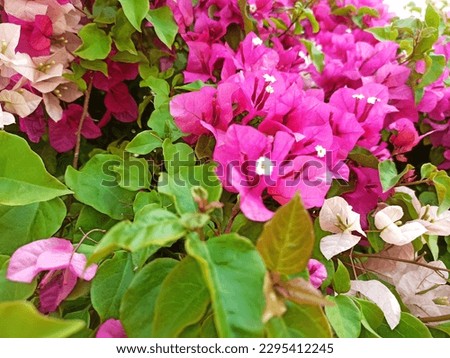 Bougainvilleas, Nyctaginaceae, four o'clock family, Caryophyllales, eudicots, Eudicotidae, eudicotyledons, tricolpates, non-magnoliid dicots, Flowering plants, Angiospermae, angiosperms, Magnoliophyta Royalty-Free Stock Photo #2295412245