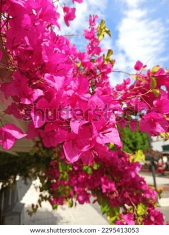 Bougainvilleas, Nyctaginaceae, four o'clock family, Caryophyllales, eudicots, Eudicotidae, eudicotyledons, tricolpates, non-magnoliid dicots, Flowering plants, Angiospermae, angiosperms, Magnoliophyta Royalty-Free Stock Photo #2295413053