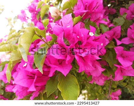Bougainvilleas, Nyctaginaceae, four o'clock family, Caryophyllales, eudicots, Eudicotidae, eudicotyledons, tricolpates, non-magnoliid dicots, Flowering plants, Angiospermae, angiosperms, Magnoliophyta Royalty-Free Stock Photo #2295413427