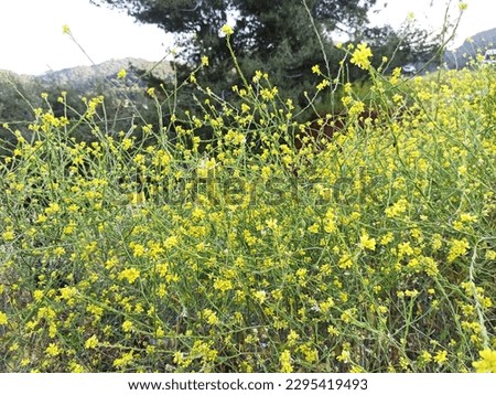 Brassiceae, dicots, Brassica, Brassicaceae, Cruciferae, mustards, crucifers, cabbage family, Brassicales, Cruciales, rosids, eudicots, Eudicotidae, eudicotyledons, tricolpates, non-magnoliid dicots Royalty-Free Stock Photo #2295419493