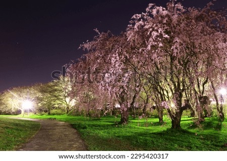 Kitakami City, Iwate Prefecture Illuminated cherry blossoms Royalty-Free Stock Photo #2295420317