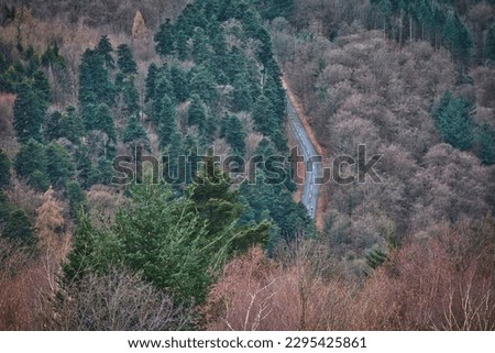 A lonesome road in a forest Royalty-Free Stock Photo #2295425861
