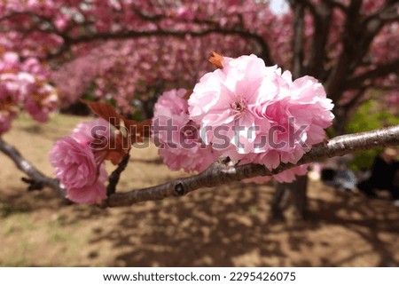 The scenery of pink cherry blossoms at Bulguksa Temple in Gyeongju