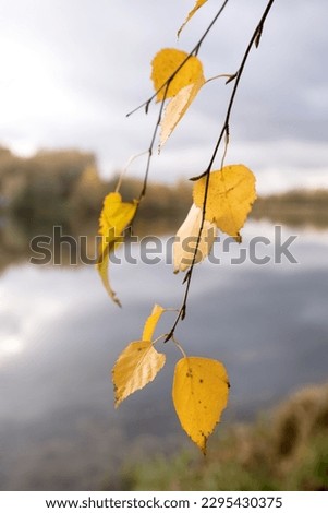 yellow birch leaves on tree branch in autumn close up