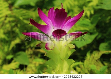 Curcuma Aromatica Flower - Premium Picture 