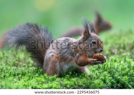 Eurasian red squirrel (Sciurus vulgaris) sitting on moss an eating a hazelnut. Noord Brabant in the Netherlands. Red squirrel in the background.                   Royalty-Free Stock Photo #2295436075
