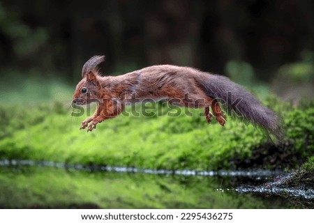  Red Squirrel (Sciurus vulgaris) jumping over the water in the forest of Noord Brabant in the Netherlands.
                   Royalty-Free Stock Photo #2295436275