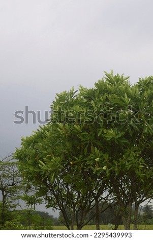 a large tree with many leaves which can be used for design materials, images, logos, backgrounds.