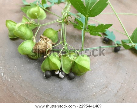 Close up picture of balloon vine  ( Cardiospermum halicacabum )Seeds , herbal plant