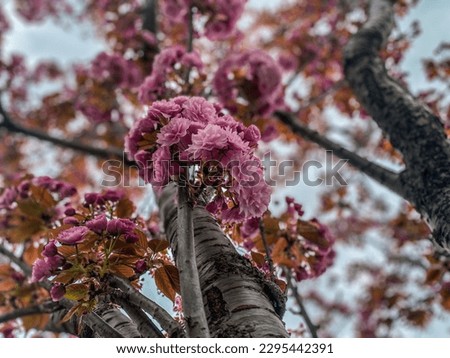 pink spring flowers bloom on tree