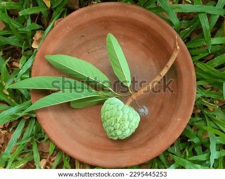 Picture of sugar apple ( Annona squamosa ) with clay plate 