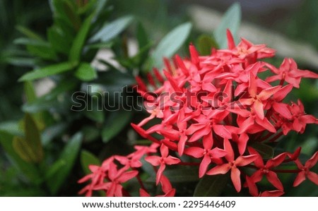 Bougainvillea flowers are beautiful red and so beautiful against a background of green leaves