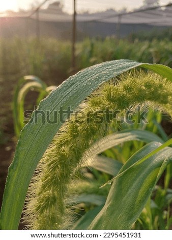 the foxtail millet inflorescence when sunrise