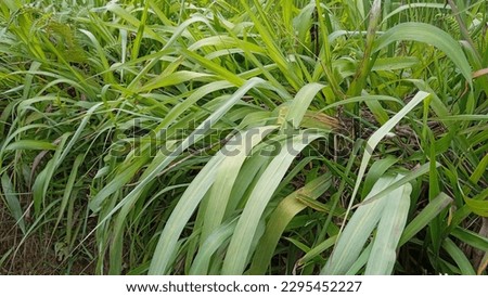 The herbal ingredient for citronella telon oil (Cymbopogon nardus) grows in nature.
