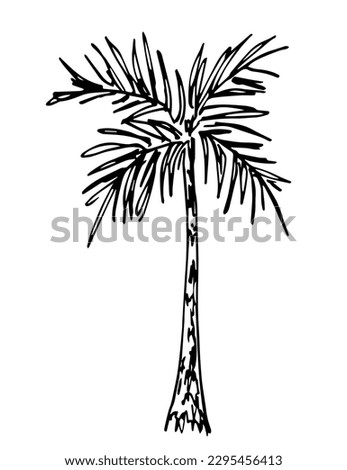 Palm tree isolated on white background. Tropical nature, vegetation. Simple vector ink sketch. Doodle black outline drawing. 