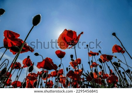 red poppies on background of blue sky, beautiful photo digital picture