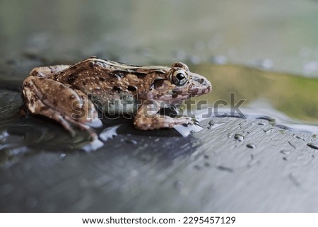 frog and shadow in the water
