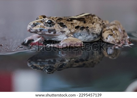 frog and shadow in the water